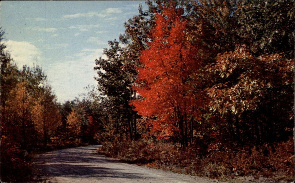 Michigan autumn leaves scene ~ 1950s-60s vintage postcard sku355