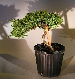 Juniper Procumbens Nana Live Pre Bonsai Tree Staked Zen Garden