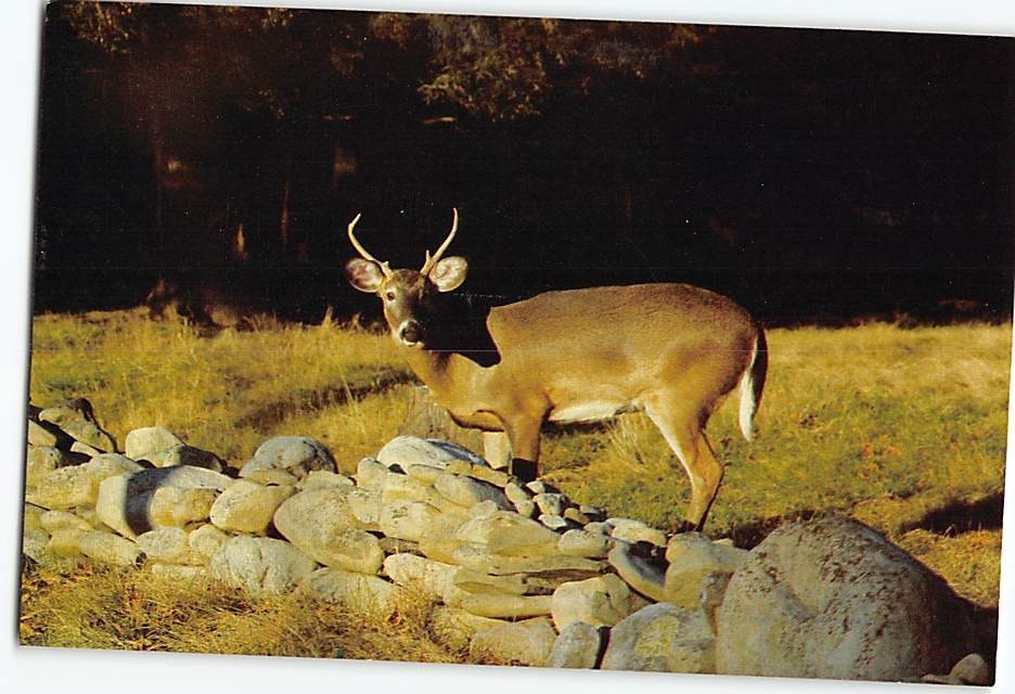 Postcard Whitetail Deer