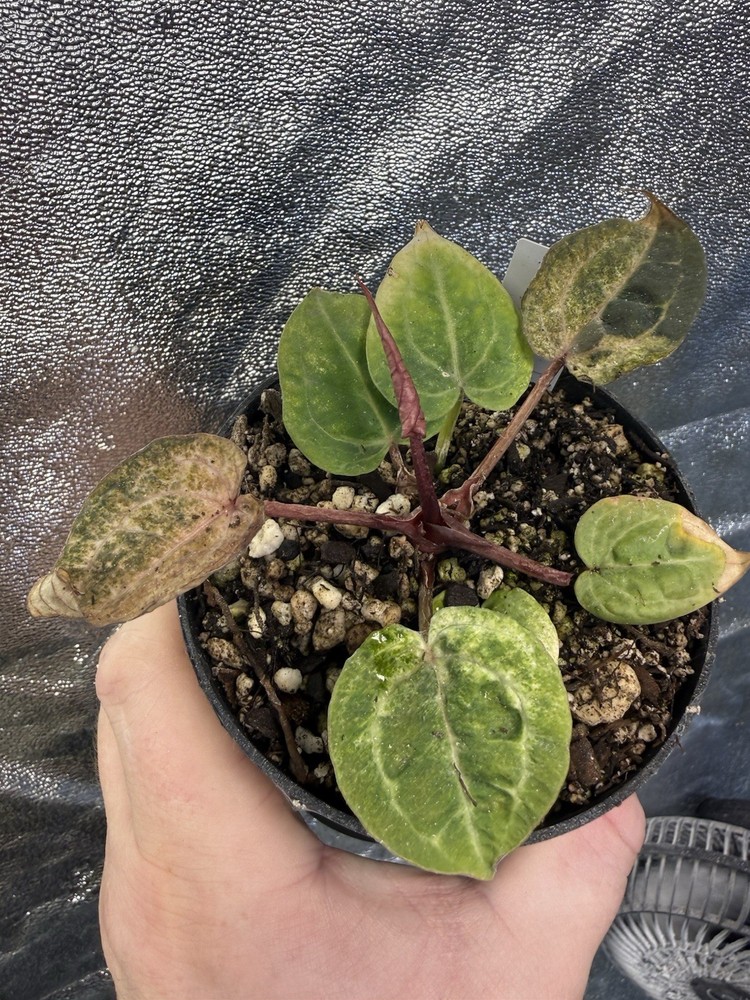 Anthurium Variegated Michelle Doc Block Plant