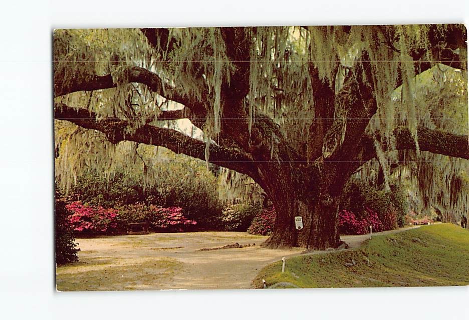Postcard The Famous Middleton Oak Gardens near Charleston South Carolina