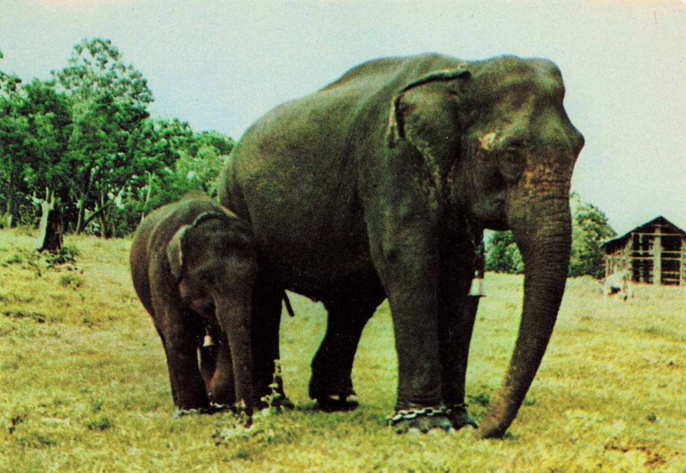 Elephants Vintage Continental Postcard Unposted