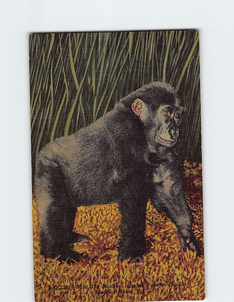 Postcard Bulu Monkey Gorilla from South Of Miami Florida