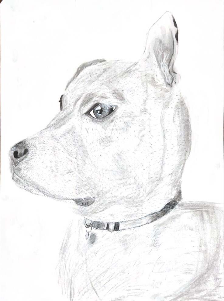 Abstract dog sketch with detailed fur and whiskers in pencil and charcoal-image