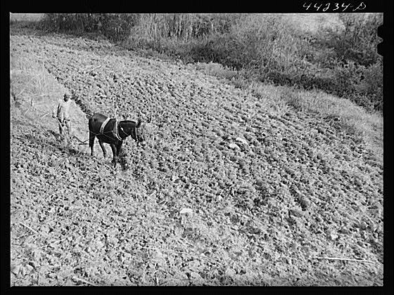 [Untitled photo, possibly related to: Planting cotton in Heard County, Georgia]