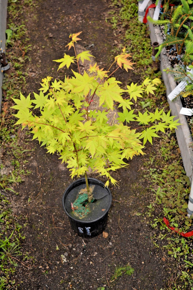 Acer palmatum 'Summer Gold' Golden Japanese Maple 1gal READ-image