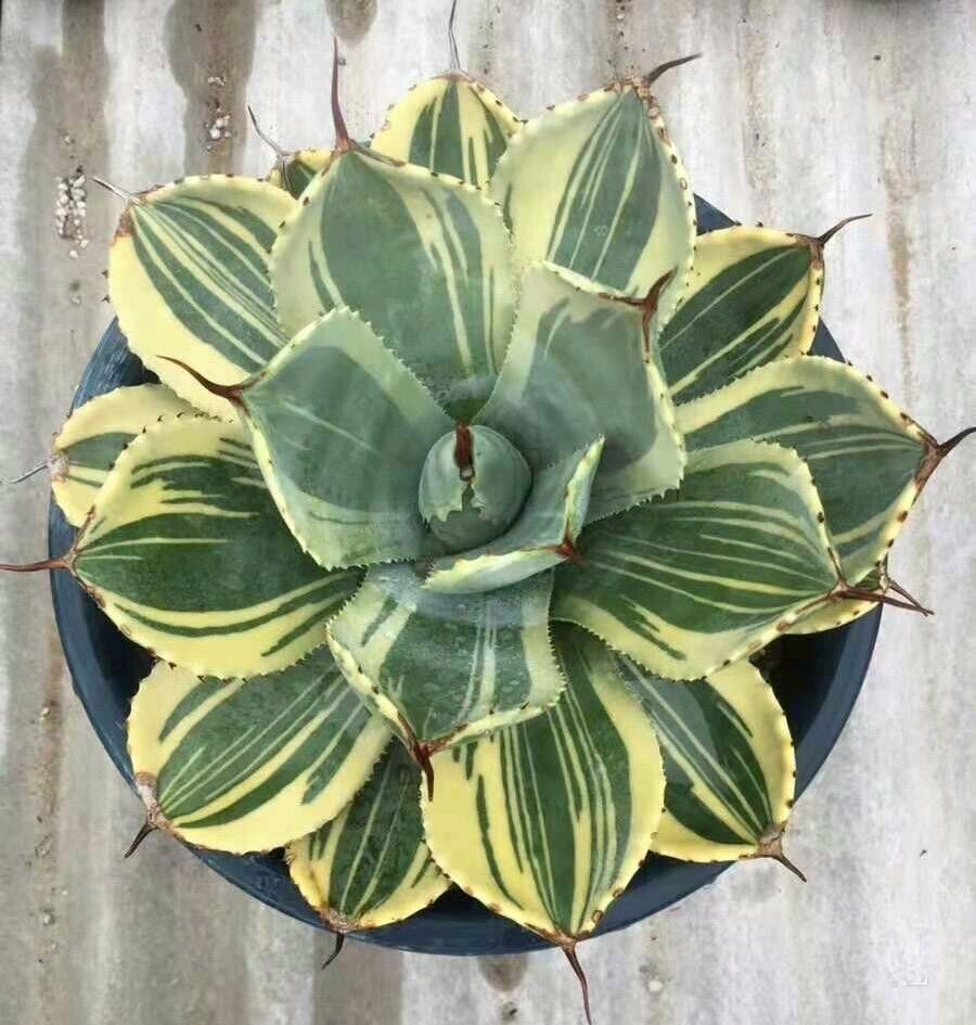 RareSucculent Plant Agave parryi var. truncata Variegated Boutique 7-9cm