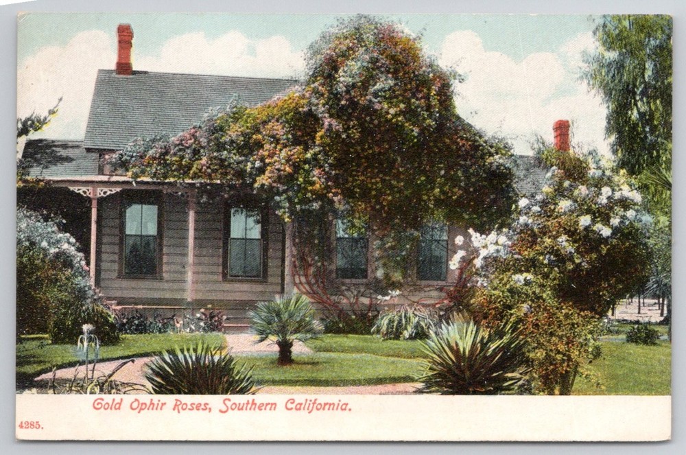 Gold Ophir Roses Southern California Vintage Postcard c.1910s Paul C. Koeber