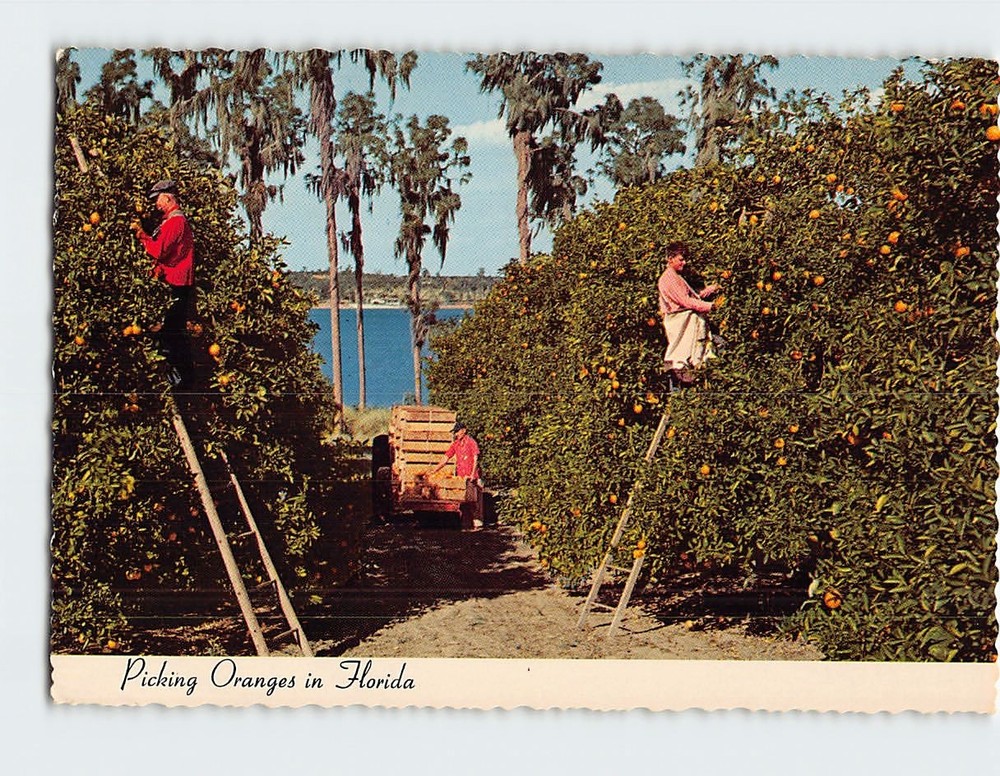 Postcard Picking Oranges In Florida USA