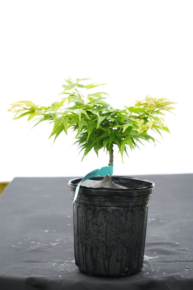 Acer palmatum 'Munnkawa yatsubusa' Rare Dwarf Japanese Maple 1 gallon-image