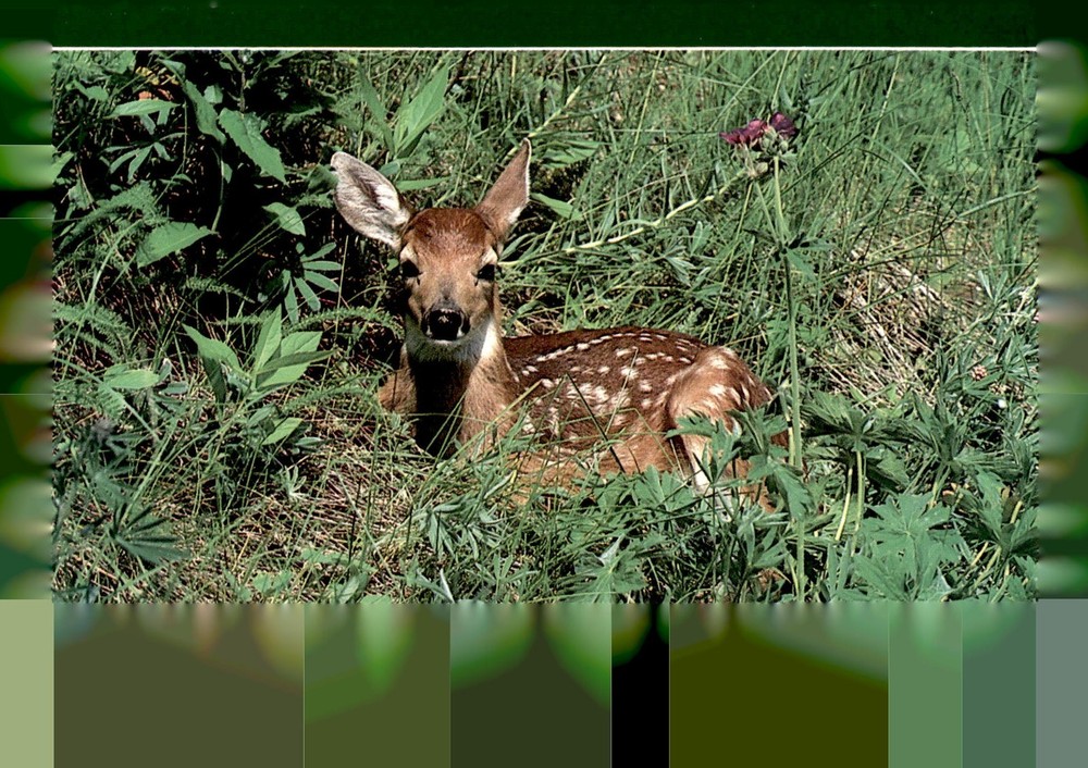 White Tail Fawn, McGrew Color Graphics, Kansas City, 1960s, vintage, Postcard