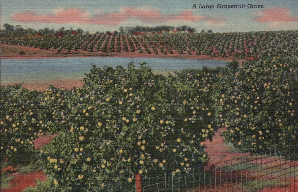 A Large Grapefruit Grove Florida FL --- Old Vintage Standard Linen Postcard