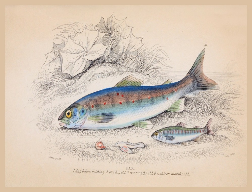 8649.Decoration Poster.Home Room wall art design.Fishing. fish illustration
