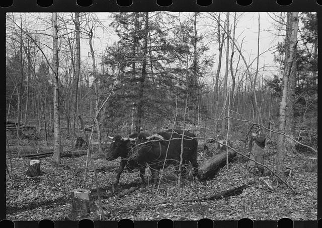 Photo:Kingston New York 1936 Resettlement Workers Oxen Clearing Forest