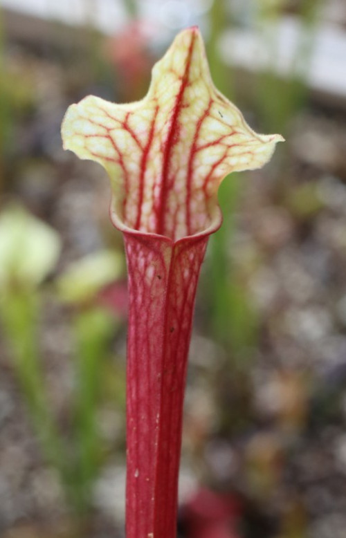 Sarracenia - 🔥🔥 Saurus x Elaine's Ice & Fire 🔥🔥