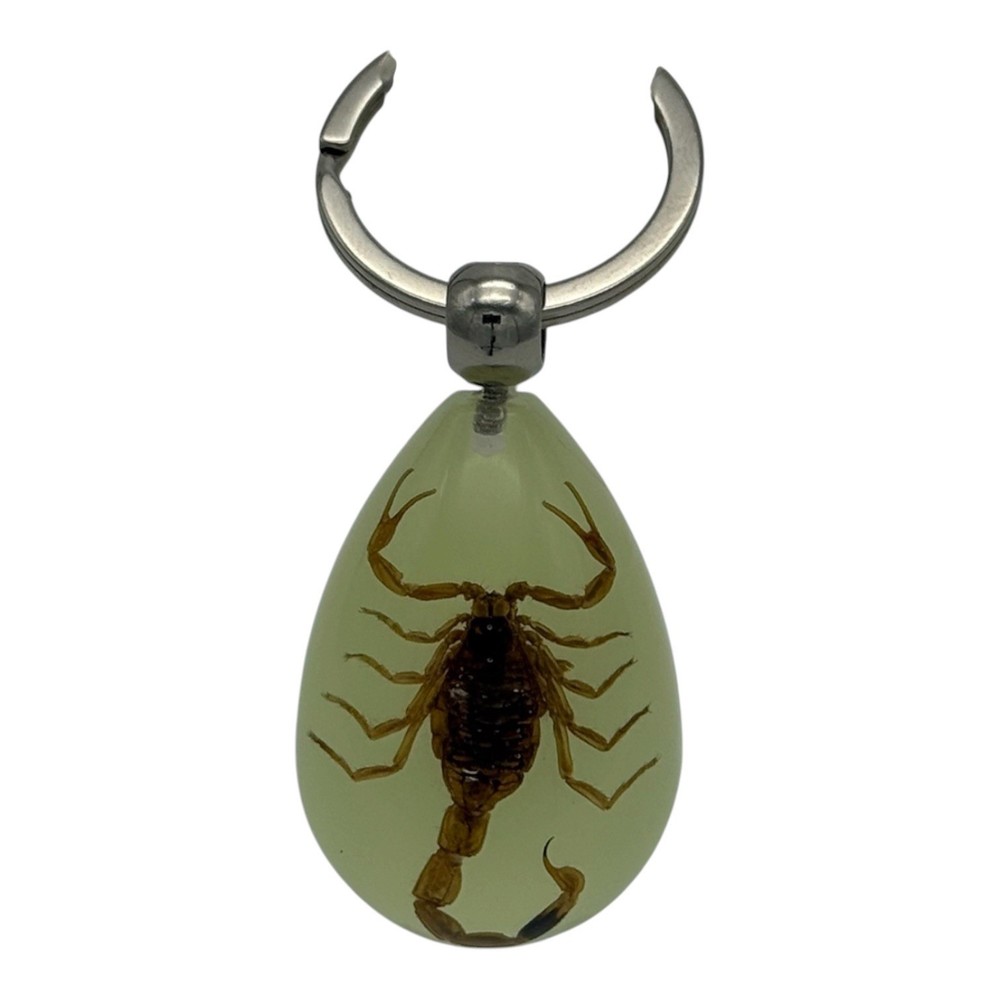 Real Brown Scorpion Resin Keychain Glow in Dark Taxidermy Specimen Oddity Gift