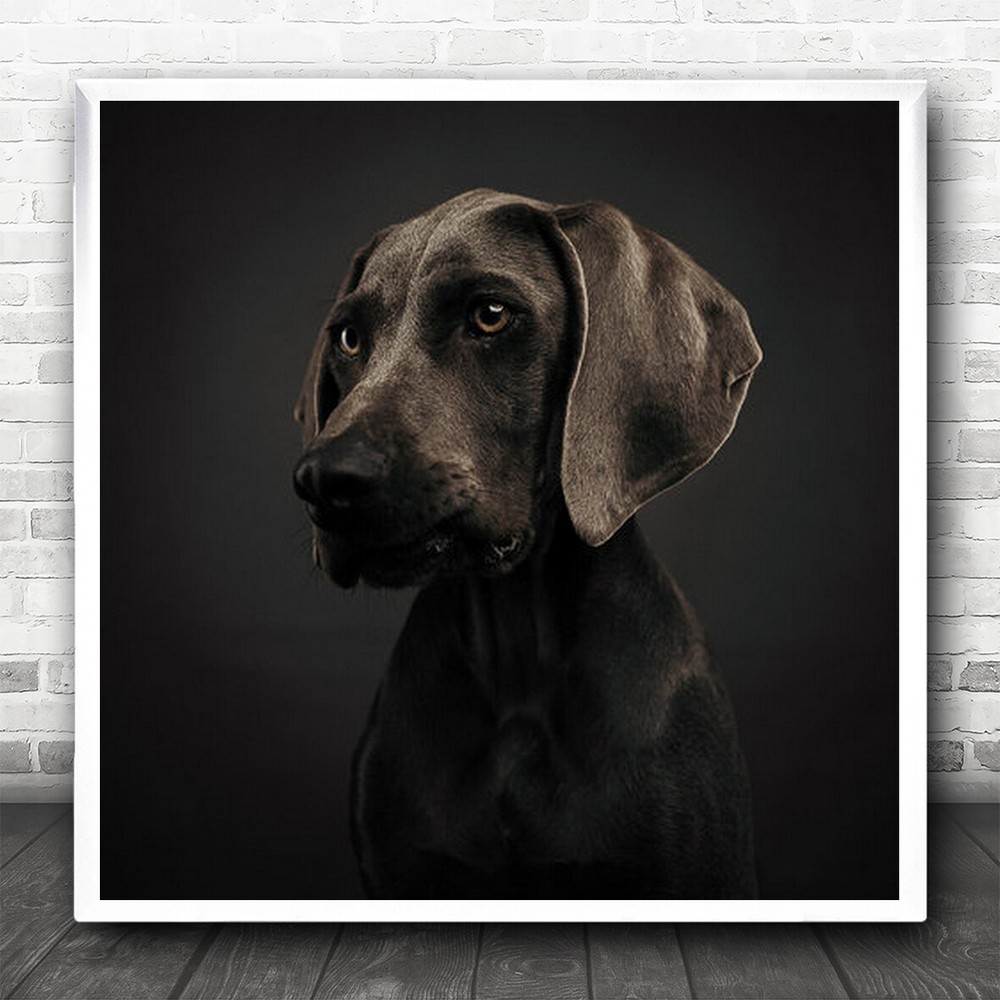 Close Up Cute Brown Dog Long Ears Square Wall Art Print
