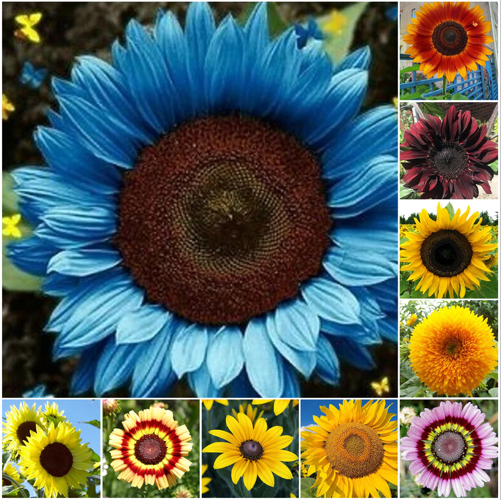 50pcs/Pack 10 Species Mix Variety Pack Sunflower Seeds Unique and Varied Garden