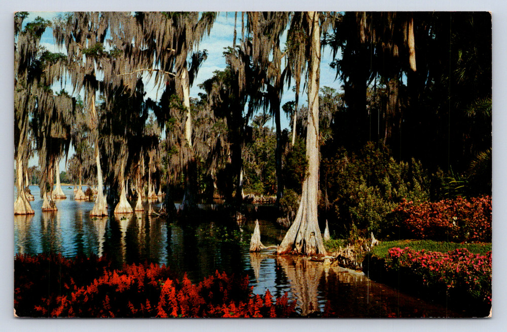 Vintage Postcard Cypress Trees Lake Eloise Cypress Gardens Florida
