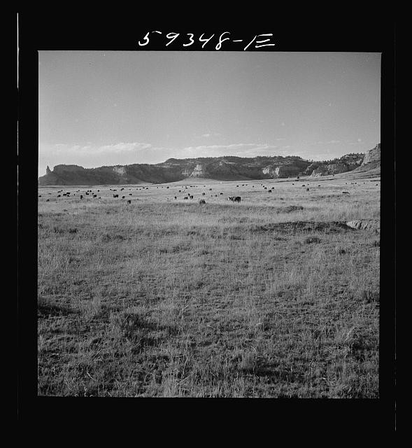 Photo:Scottsbluff Nebraska Hereford Range Cattle Grazing Land 1941 Sept.