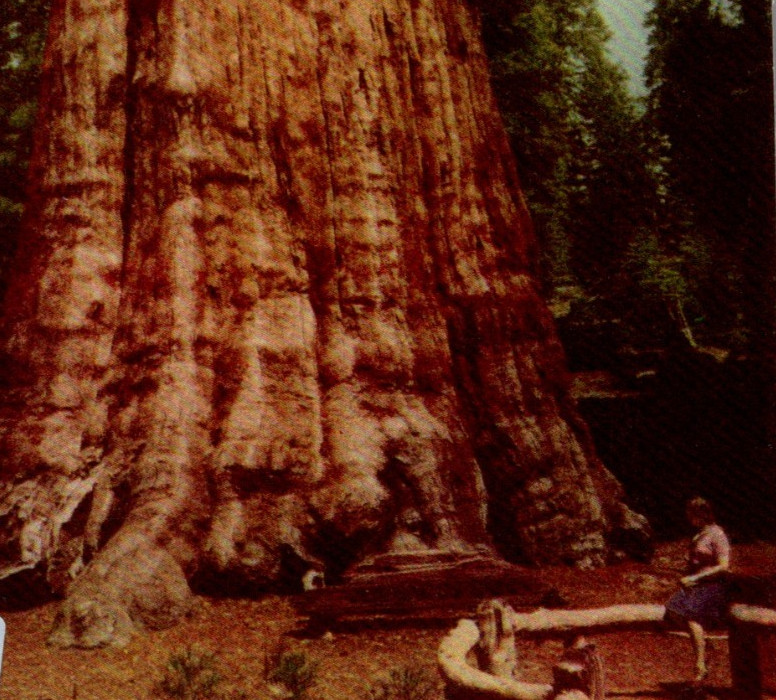 Vintage Postcard Chrome Sequoia National Park Big Trees Union Oil 76 Gasoline