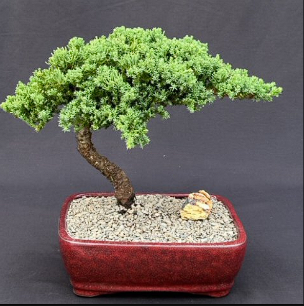 Juniper Bonsai Live Tree Large Evergreen Procumbens Nana 11-12