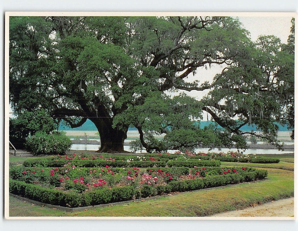 Postcard Middleton Oak Middleton Place Charleston South Carolina USA