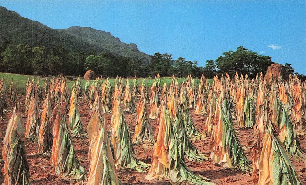 Linville Western NC Burley Tobacco Farm Field Drying Vtg Postcard D64