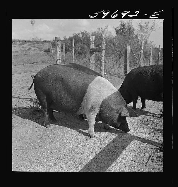 Photo:Lexington Nebraska 1941 Hogs on Reed Farm Pigs Farm Fence