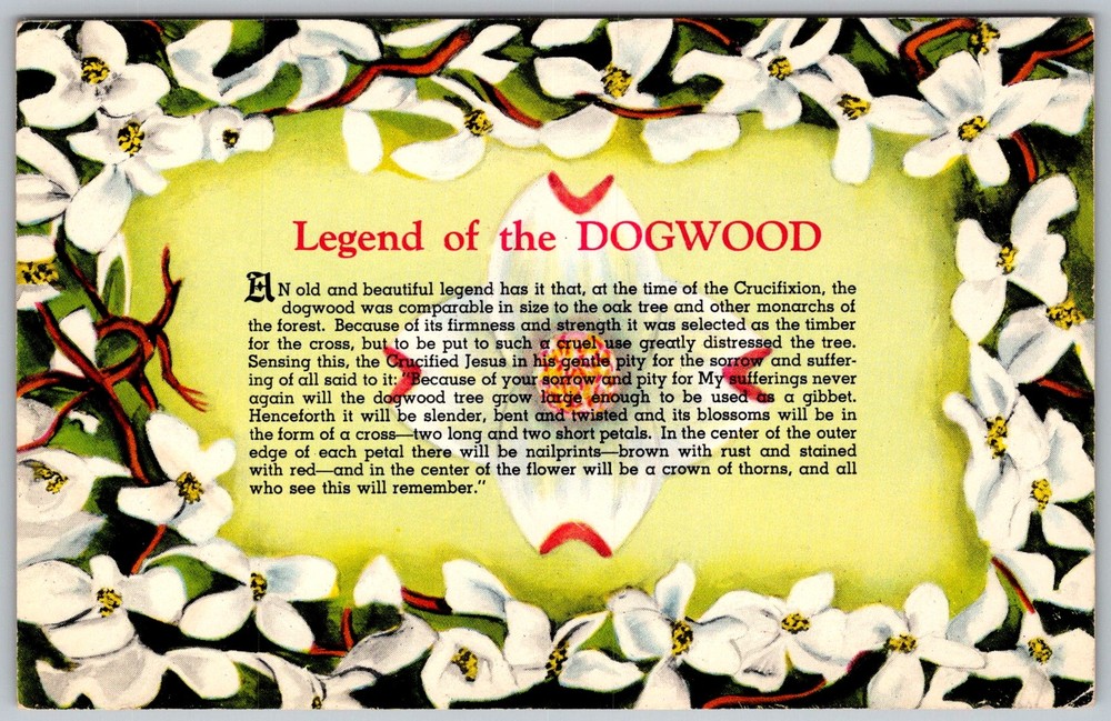 Vtg Postcard Legend Of The Dogwood 1940s