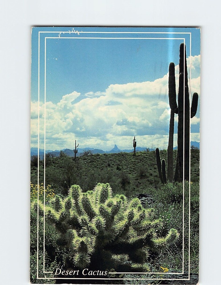 Postcard Desert Cacti and Mountains Scottsdale Arizona USA
