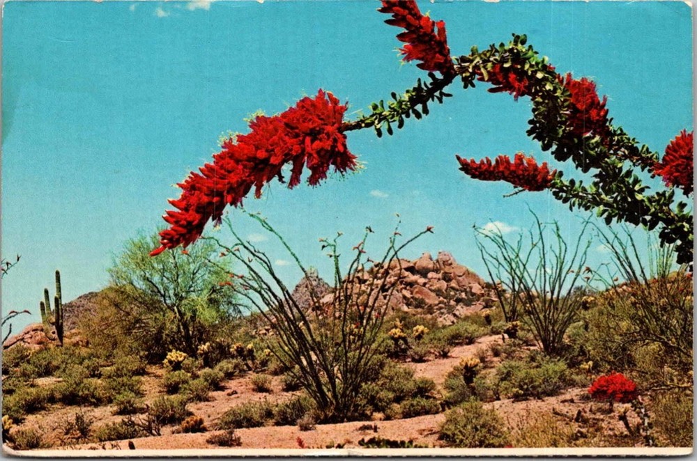 Ocotillo Blossoms Desert Landscape Arizona AZ Postcard
