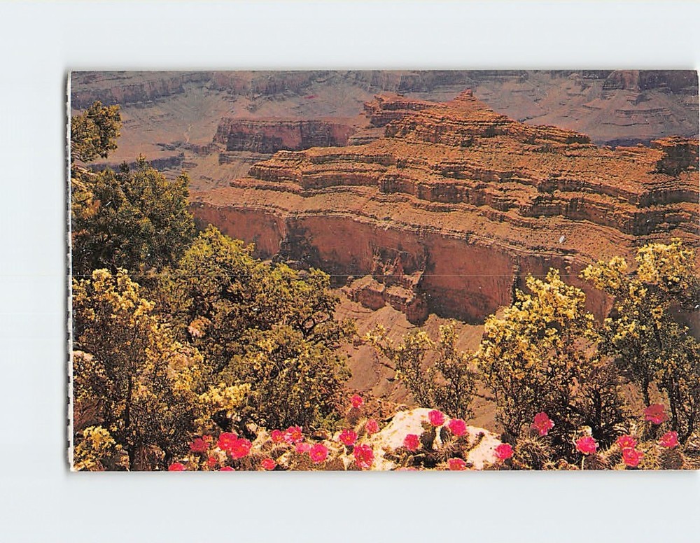 Postcard Spring On The North Rim Grand Canyon National Park Arizona USA
