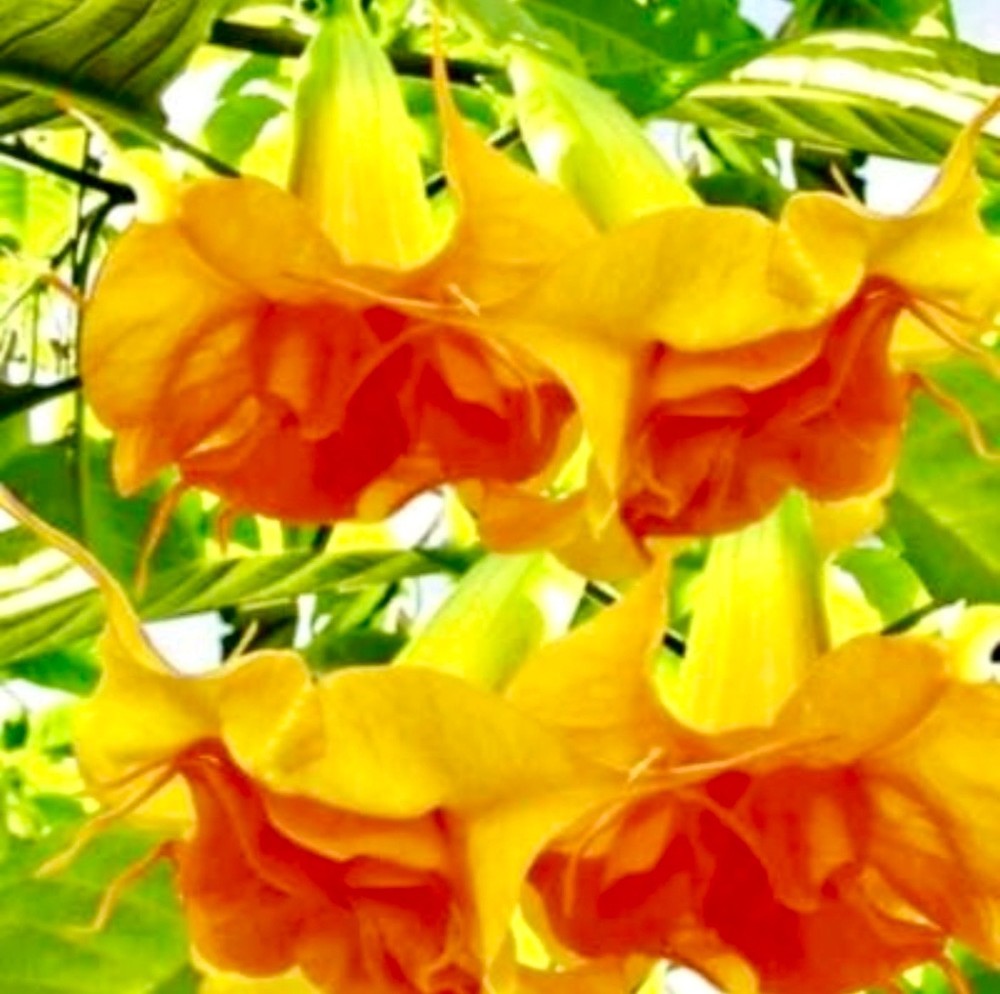 Double Datura Orange Queen Seeds~Devil’s Trumpet~Datura Metel~Angel’s Trumpet