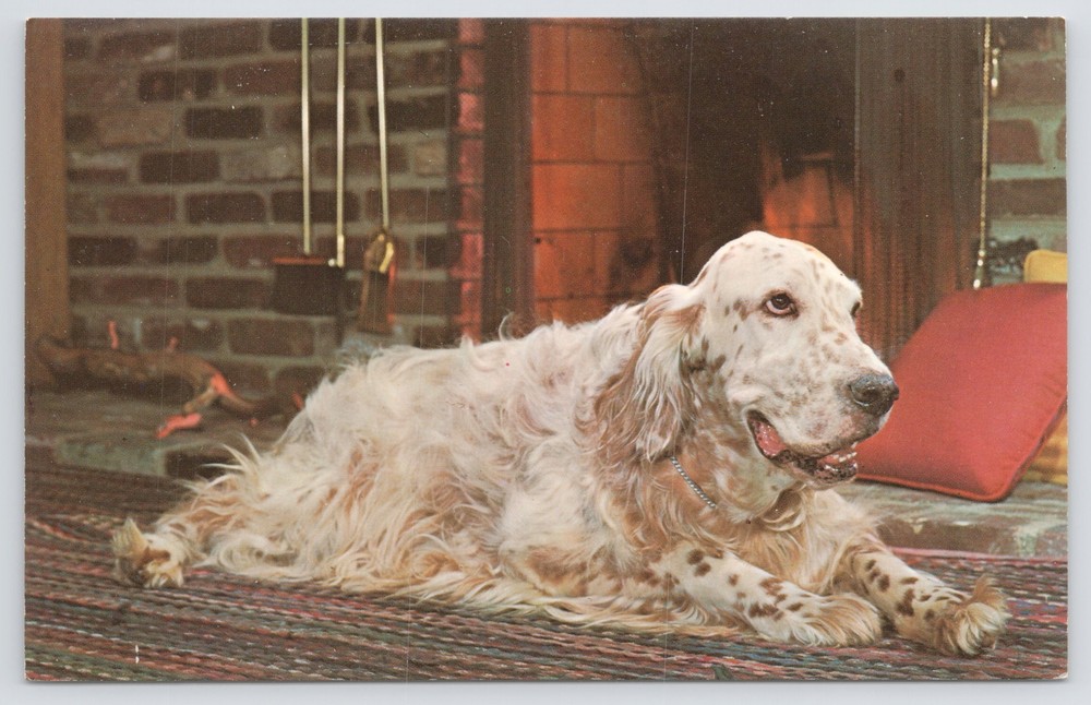 English Setter By The Fireside~Beautiful Tannish Lazy Dog~Relaxing On Rug~Vtg PC