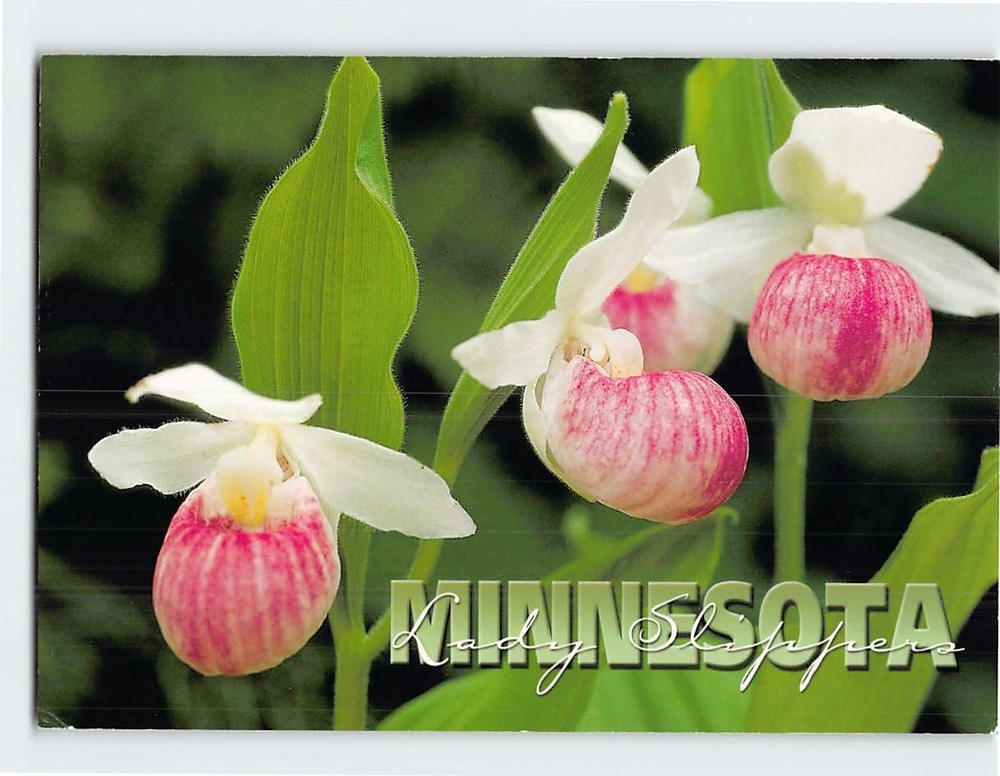 Postcard Pink & White Showy Lady's Slipper State Flower of Minnesota USA