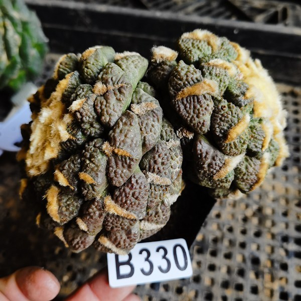 Not taking root- Ariocarpus    -Obregonia denegrii variegate /gardening supplies