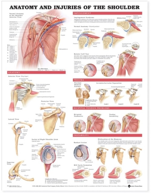 Anatomy and Injuries of the Shoulder Anatomical Chart POSTER / WALLCHART