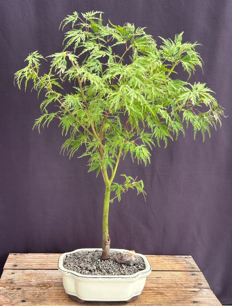 Seiryu Laceleaf Maple Bonsai Tree23