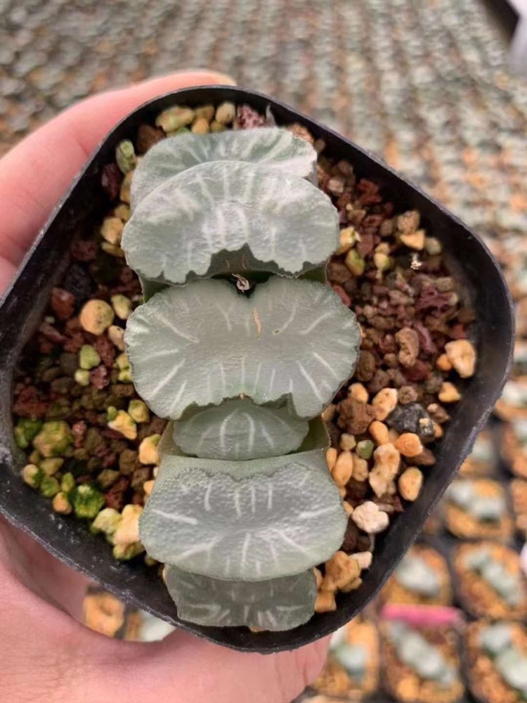 RareSucculent Plant Haworthia truncata Garden Décor Boutique 5-6CM