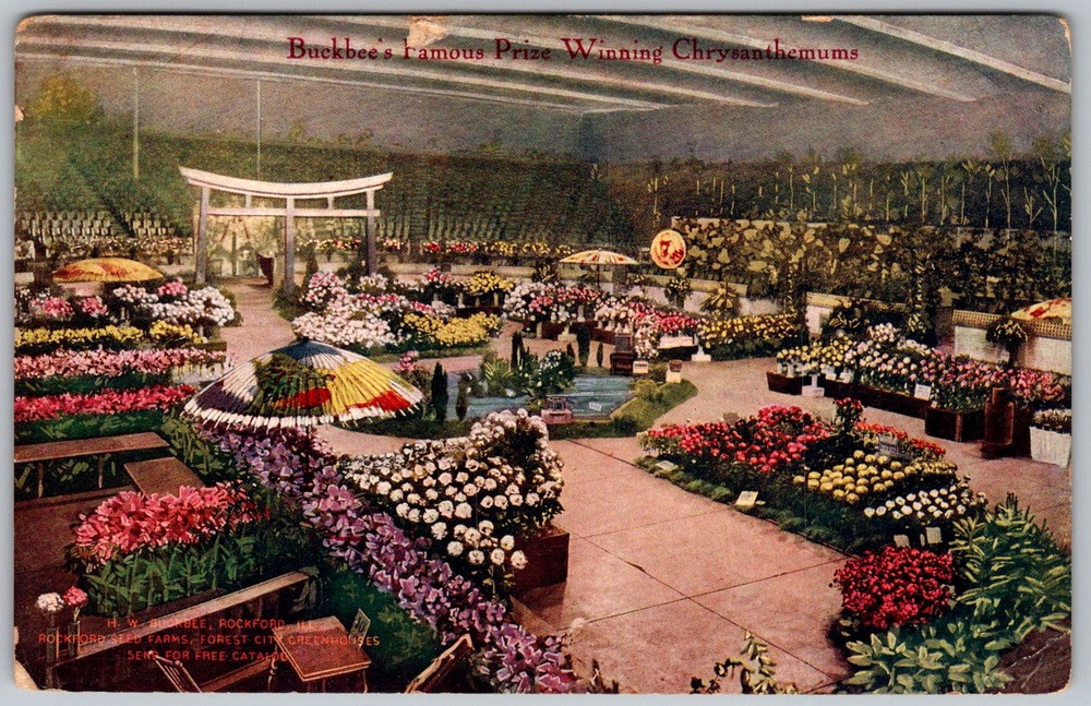Antique Postcard Buckbee's Chrysanthemum Display Rockford, IL 1910s