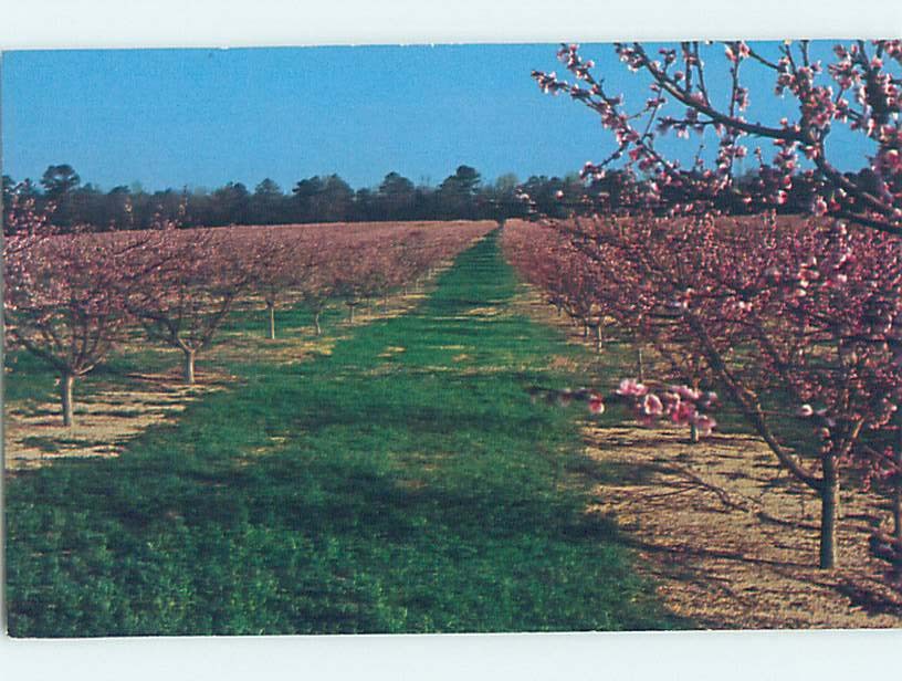 Chrome FARM SCENE Cochran - Near Kathleen & Chester & Atlanta Georgia GA AG2321