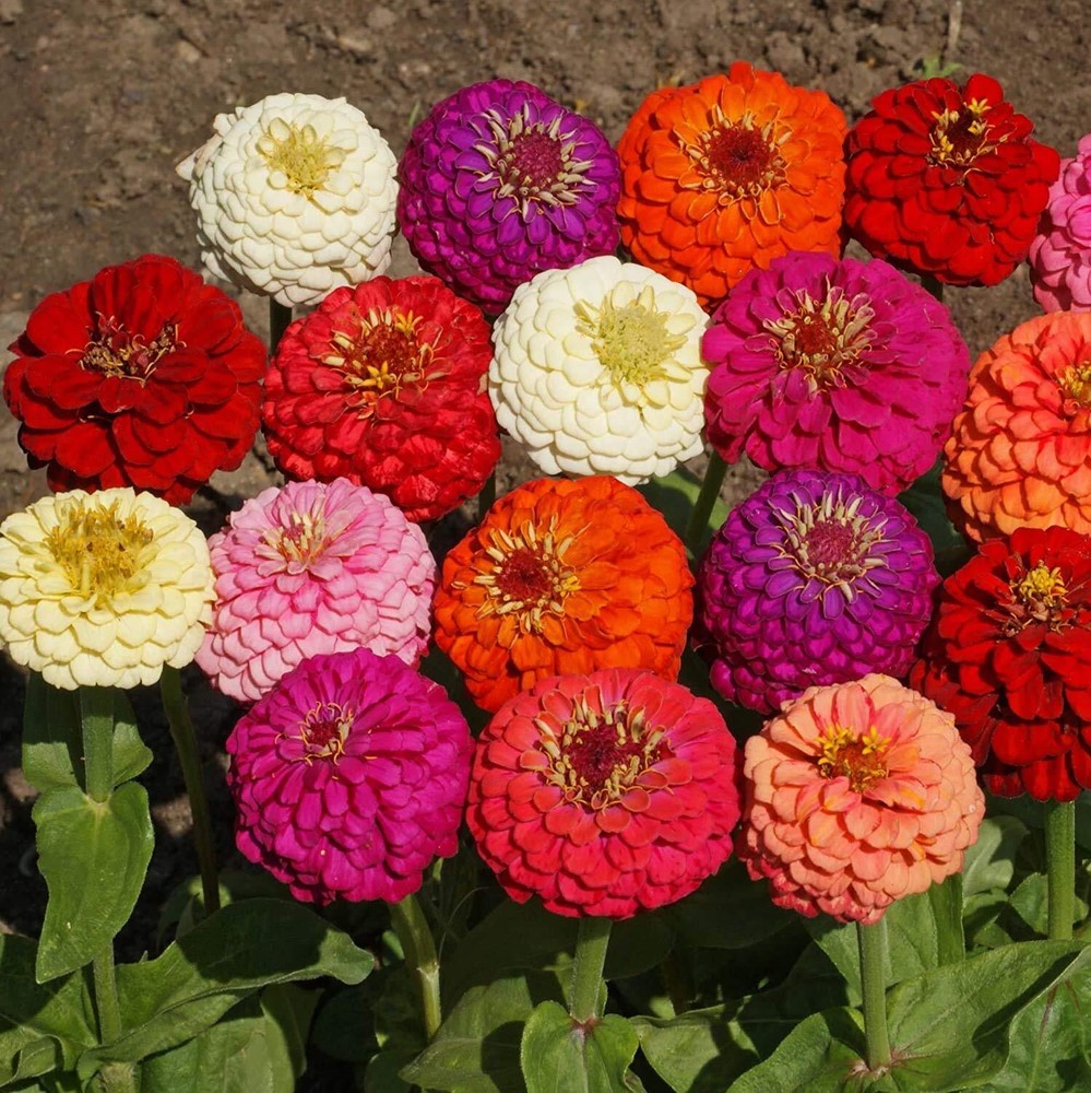 1 lb. Annual Zinnia Elegans Lilliput Flower Seed Mix for Planting