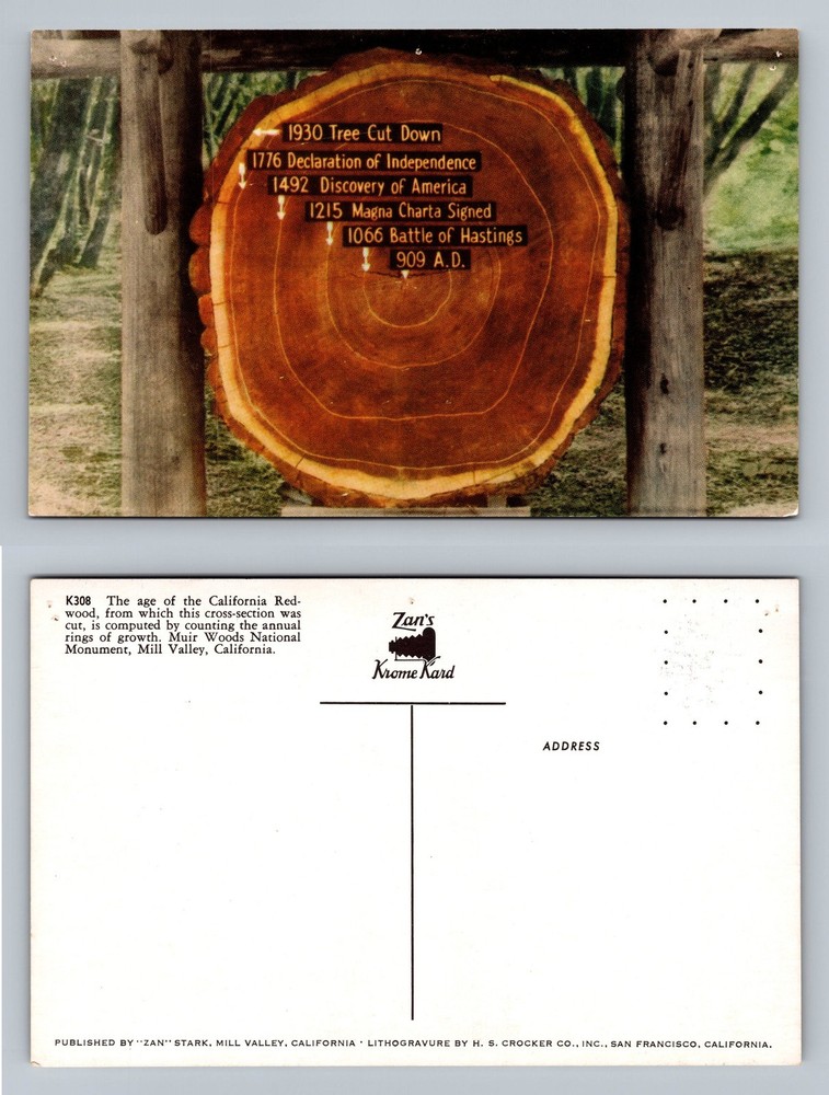 Mill Valley, CA-California, Muir Woods Tree Rings Cross PC Vintage Postcard