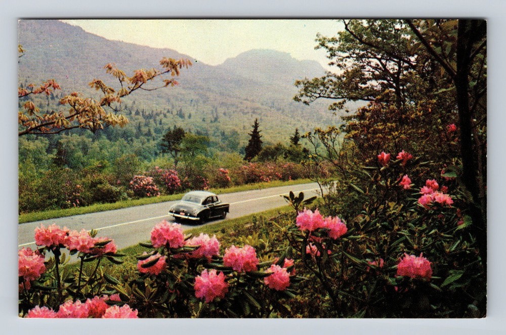 OR-Oregon Rhododendron In Spring Vintage Postcard