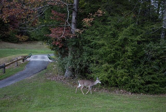 Photo:Twin Falls Resort State Park WV 2015 Doe Deer Golf Cart Line