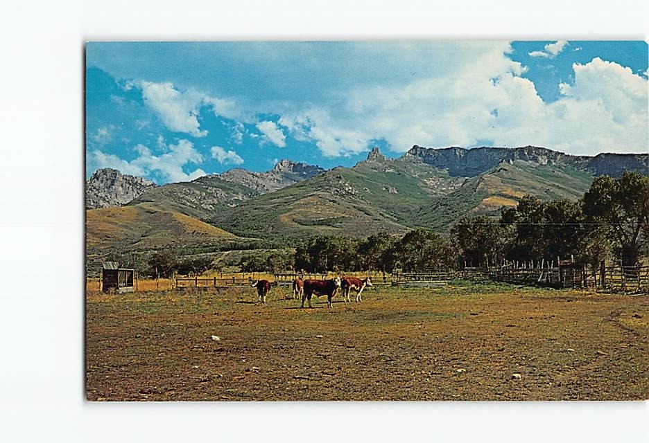 Postcard Cattle Grazing Mountain Nature Scene in Nevada USA