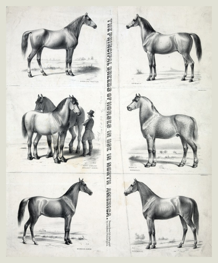 9525.Decoration Poster.Room Wall art.Home decor.American Horse breeds.Equine