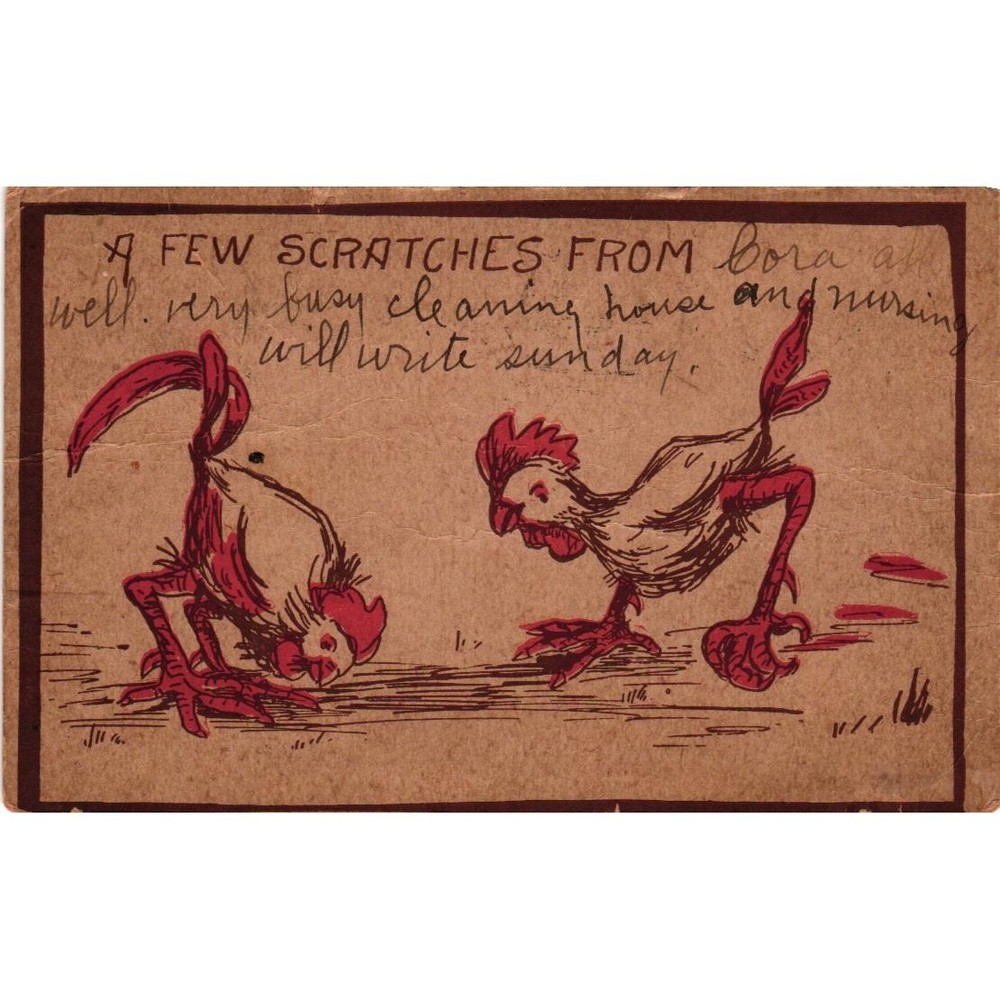 Vintage Comic Rooster Chickens Postcard Humor Message c1907