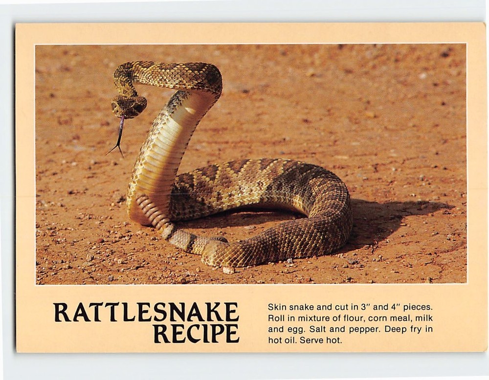 Postcard Diamondback Rattlesnake & Rattlesnake Recipe